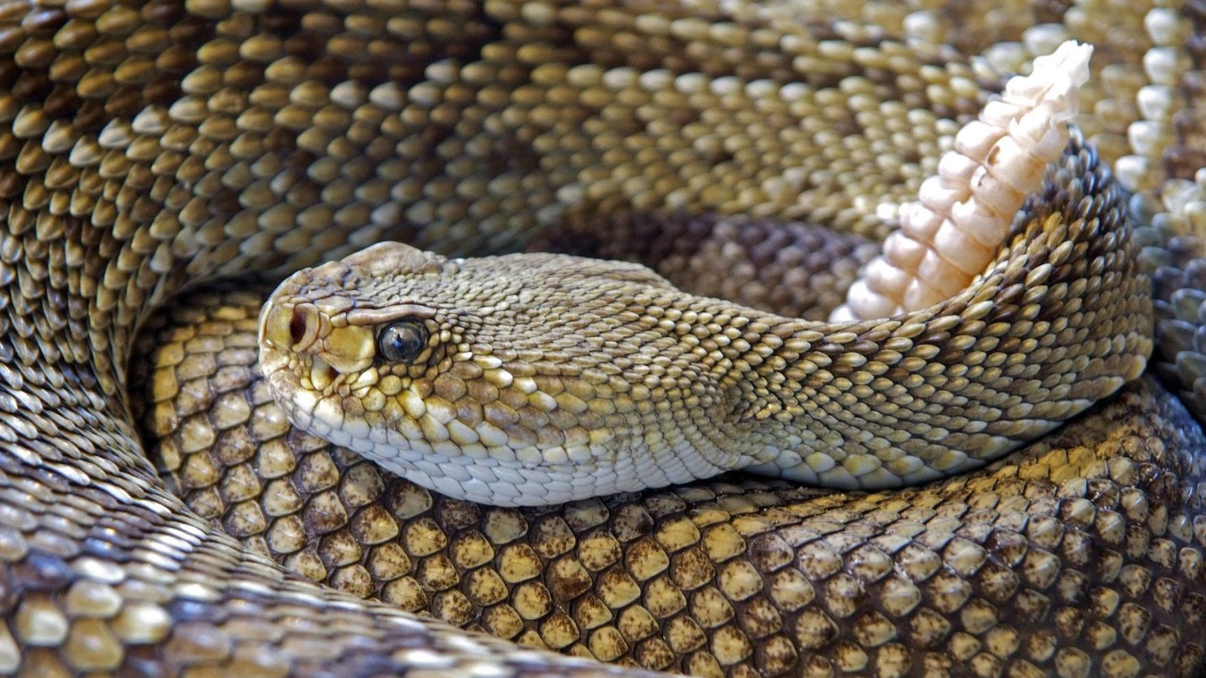 University of Arizona doctor's research could buy time for snake bite victims